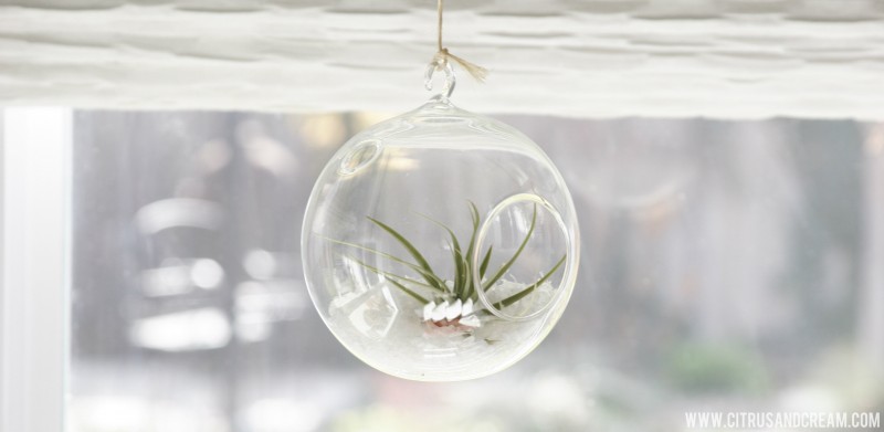hanging airplant
